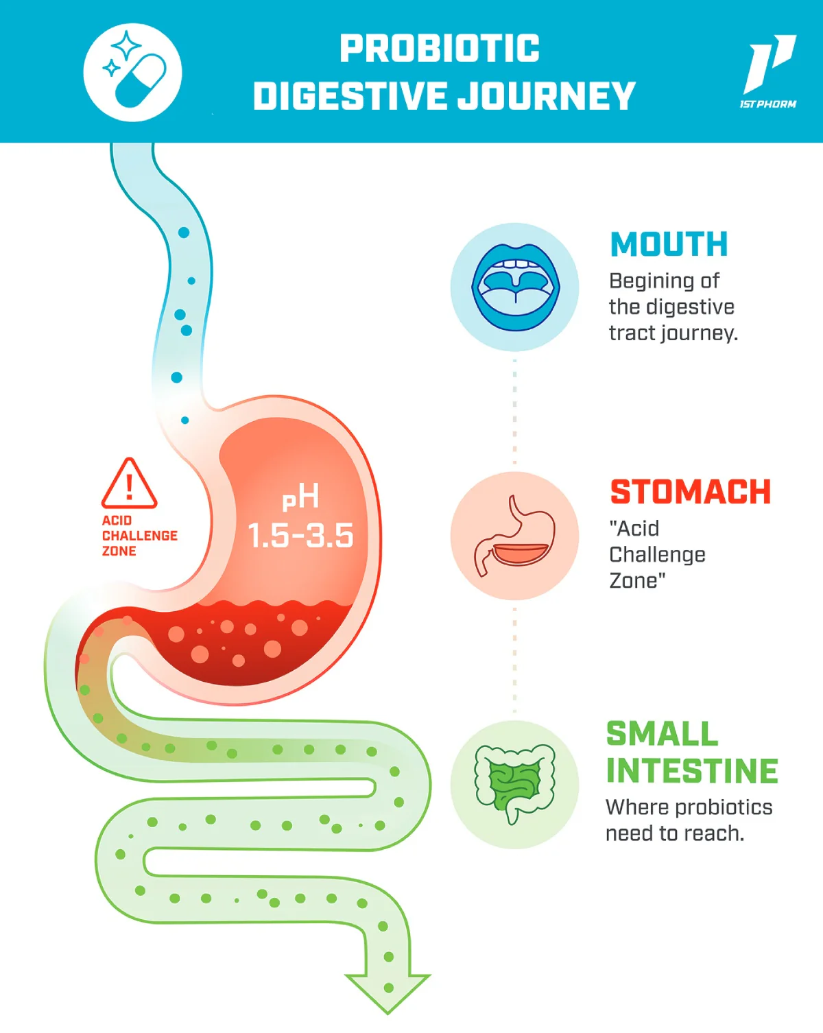 probiotic-digestive-journey