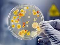 Why Natural Live Culture Bacteria Outperform Synthetic Alternatives The Gut Health Advantage