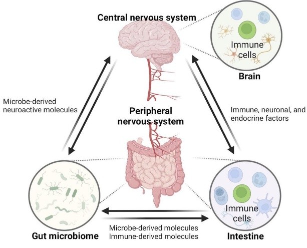 Gut axis 1