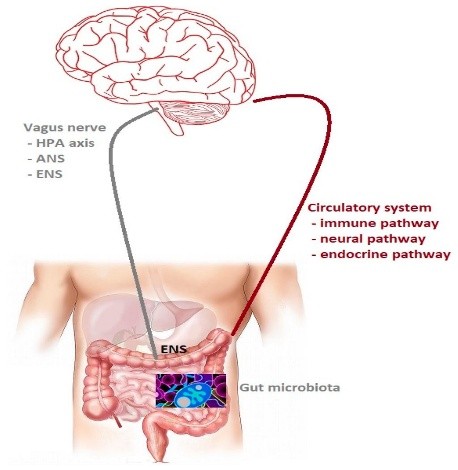 gut axis 2