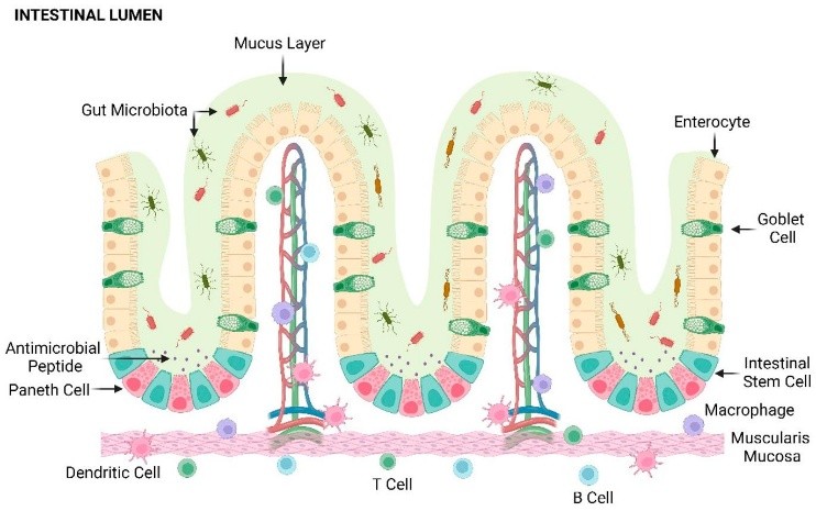 gut axus 5 Immune systems