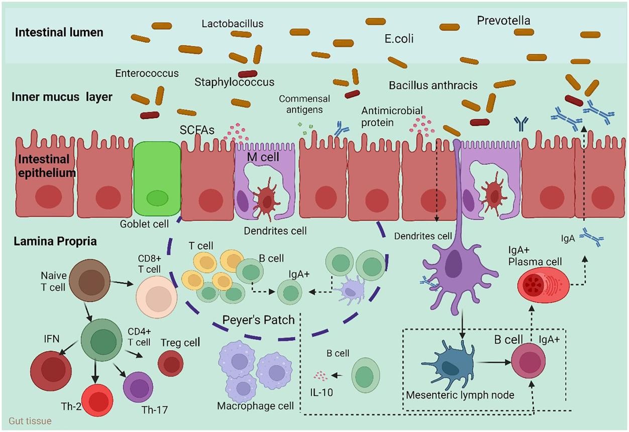 gut axus 4 Immune systems