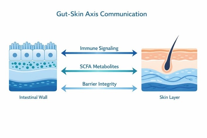 Gut- skin axis 3